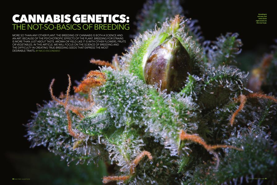 CANNABIS GENETICS: THE NOT-SO-BASICS OF BREEDING