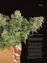 Page: - 109 | High Times