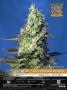 Page: - 35 | High Times