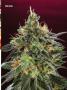 Page: - 71 | High Times