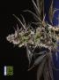 Page: - 72 | High Times