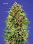 Page: - 74 | High Times