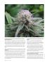Page: - 92 | High Times