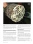 Page: - 96 | High Times