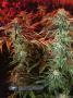 Page: - 16 | High Times