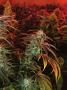 Page: - 17 | High Times
