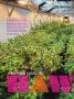 Page: - 66 | High Times