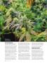 Page: - 68 | High Times
