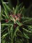 Page: - 71 | High Times