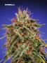 Page: - 74 | High Times