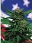Page: - 91 | High Times