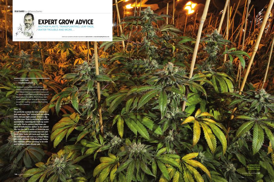 EXPERT GROW ADVICE