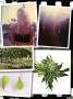 Page: - 17 | High Times