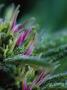Page: - 21 | High Times