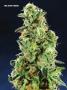 Page: - 67 | High Times