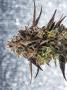 Page: - 68 | High Times
