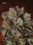 Page: - 70 | High Times