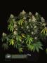 Page: - 16 | High Times