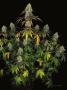 Page: - 17 | High Times
