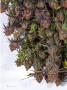 Page: - 20 | High Times