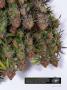 Page: - 21 | High Times