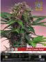 Page: - 31 | High Times