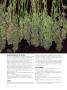 Page: - 50 | High Times