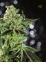 Page: - 65 | High Times