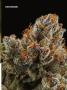 Page: - 67 | High Times