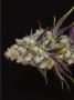 Page: - 68 | High Times