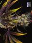 Page: - 69 | High Times