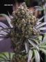 Page: - 70 | High Times