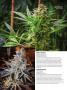 Page: - 72 | High Times