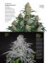 Page: - 74 | High Times