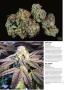 Page: - 76 | High Times