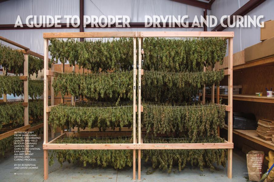 A Guide to Drying and Curing Cannabis