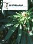 Page: - 106 | High Times