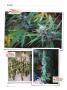 Page: - 124 | High Times