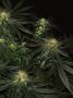 Page: - 17 | High Times
