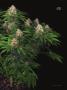 Page: - 65 | High Times
