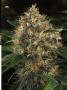 Page: - 67 | High Times