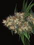 Page: - 68 | High Times