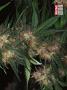 Page: - 69 | High Times
