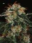 Page: - 70 | High Times