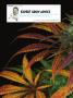 Page: - 106 | High Times