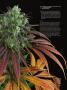 Page: - 107 | High Times