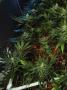 Page: - 16 | High Times