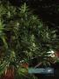 Page: - 17 | High Times