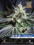 Page: - 39 | High Times