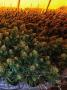 Page: - 45 | High Times